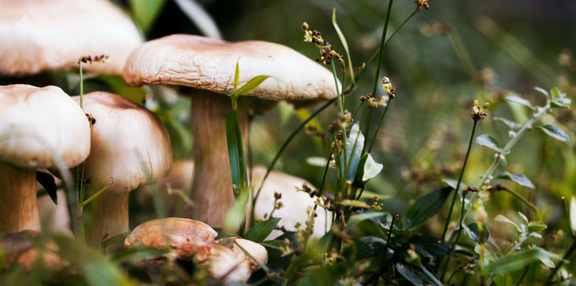 Víte které houby se nesmí sbírat či ničit? Pozor na vysoké sankce!